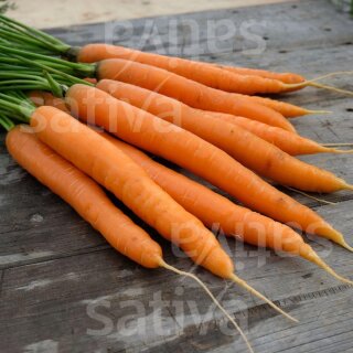 Graines biologique : carotte