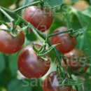Graines biologique : tomate cerise Black Cherry