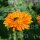 Bio-Saatgut: Calendula Ringelblume orange