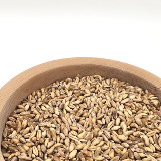Graines Khorasan (Kamut), blé dur dorigine (bio)