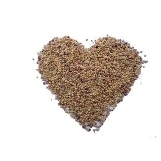 Bio-Keimsaat Alfalfa-Radieschen-Fenchel-Mix, 150 g