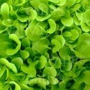 Bio-Saatgut: Grüner Frühschnittsalat
