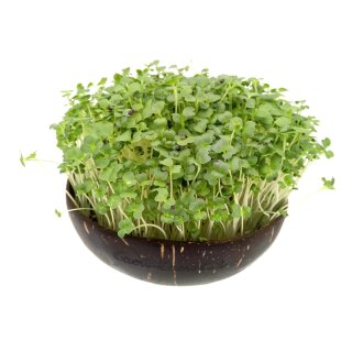 Paquet de recharge Grow-Grow Nut Brokk n Roll (brocoli, radis, roquette)